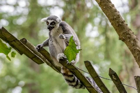 Ring-tailed lemur eats a sprig with a leaf Stock Photos