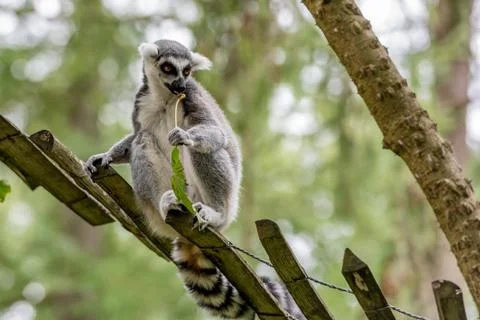 Ring-tailed lemur eats a sprig Stock Photos
