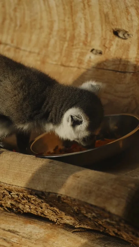 A ring tailed lemur eats vegetables on a wooden platform inside a zoo enclosure Stock Footage 325740739