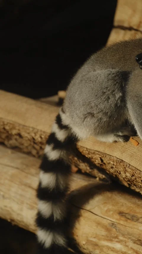 A ring tailed lemur eats vegetables on a wooden platform inside a zoo enclosure Stock Footage 325740762