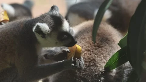 Ring-tailed lemur feeding on fruit with forepaws in shaded enclosure close-up Stock Footage 339297108