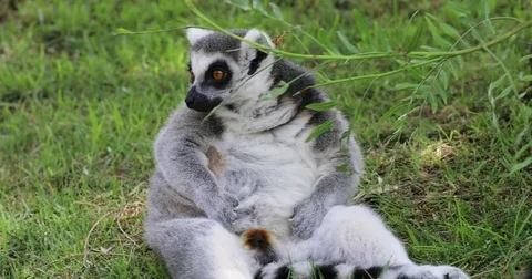 Ring tailed lemur Stock Footage 80849681