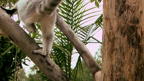 Ring Tailed Lemur Stock Footage 81214430