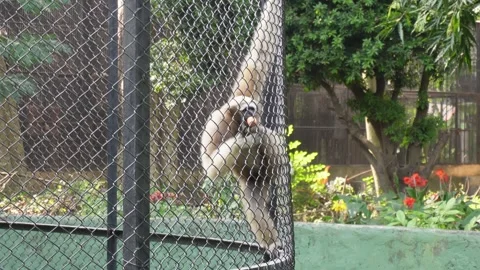 Ring-tailed lemur Video stock 292512844