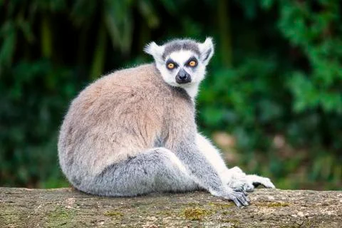 Ring-tailed lemur in forest Stock Photos
