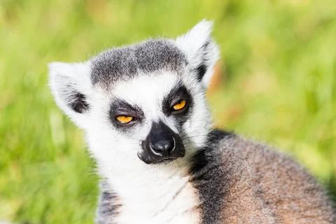 Ring tailed lemur gazes Stock Photos
