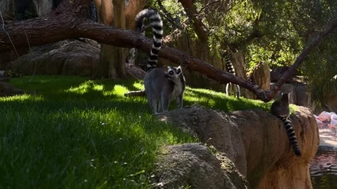Ring-Tailed Lemur Group Playing by Water with Distant Flamingos Stock Footage 306015215
