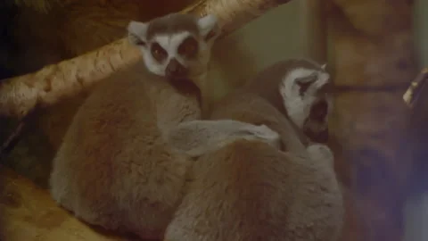 Ring tailed Lemur holding each other on branch but one walks away Stock Footage 163668558