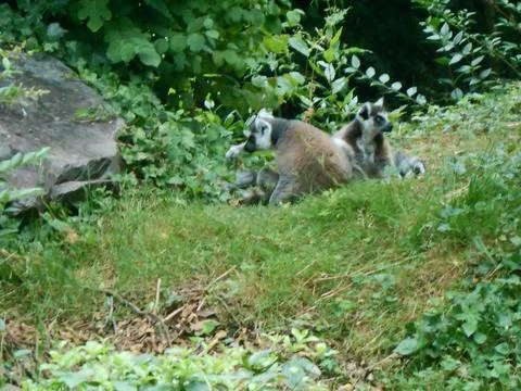 Ring-tailed lemur in its enclosure at the zoo Stock Photos