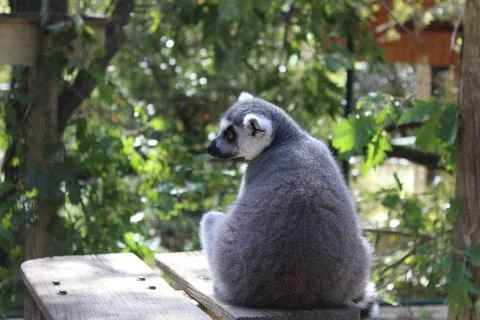 Ring-tailed lemur in its enclosure at the zoo Stock Photos