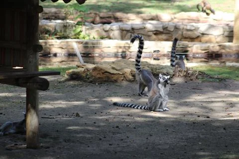 Ring-tailed lemur in its enclosure at the zoo Stock Photos
