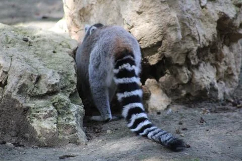 Ring-tailed lemur in its enclosure at the zoo Stock Photos