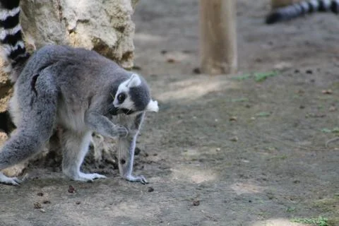 Ring-tailed lemur in its enclosure at the zoo Stock Photos