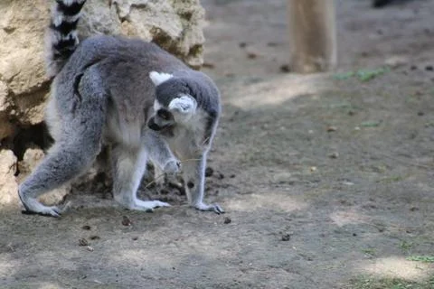 Ring-tailed lemur in its enclosure at the zoo Stock Photos