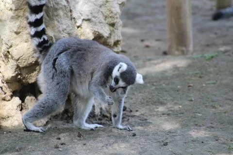 Ring-tailed lemur in its enclosure at the zoo Stock Photos