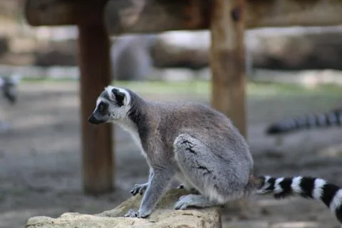 Ring-tailed lemur in its enclosure at the zoo Stock Photos