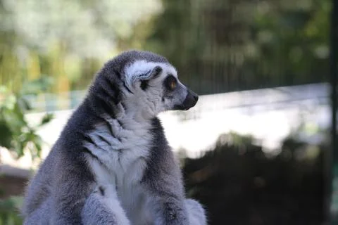 Ring-tailed lemur in its enclosure at the zoo Stock Photos