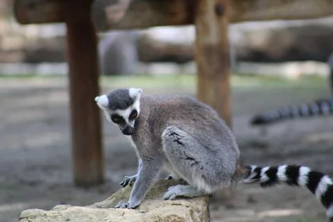 Ring-tailed lemur in its enclosure at the zoo Stock Photos