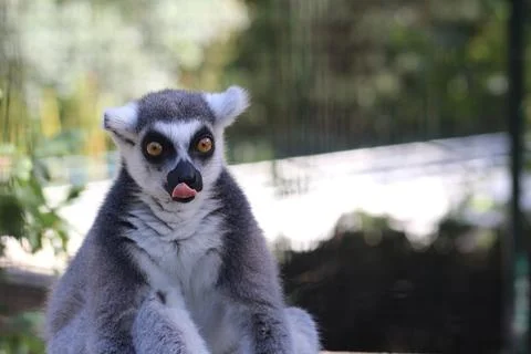 Ring-tailed lemur in its enclosure at the zoo Stock Photos