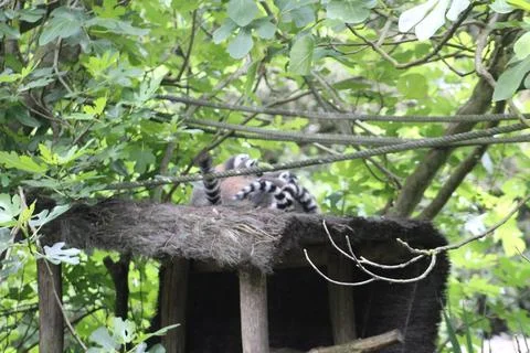 Ring-tailed lemur in its enclosure at the zoo Stock Photos