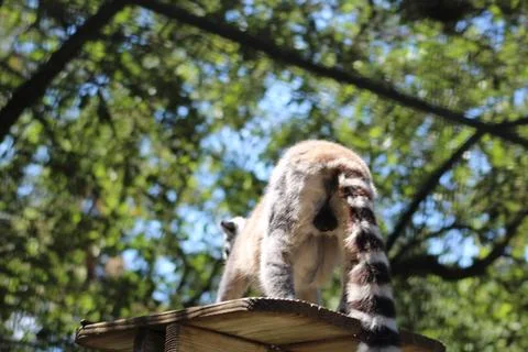 Ring-tailed lemur in its enclosure at the zoo Stock Photos