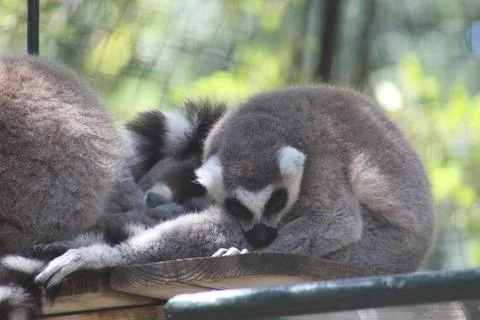 Ring-tailed lemur in its enclosure at the zoo Stock Photos