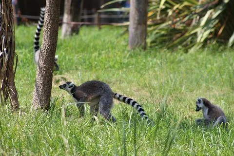 Ring-tailed lemur in its enclosure at the zoo Stock Photos