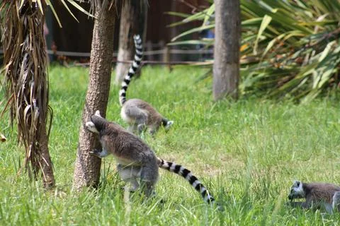 Ring-tailed lemur in its enclosure at the zoo Stock Photos