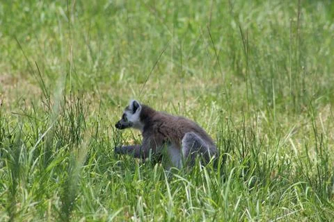 Ring-tailed lemur in its enclosure at the zoo Stock Photos