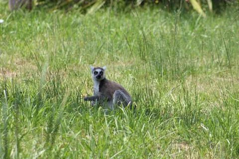 Ring-tailed lemur in its enclosure at the zoo Stock Photos