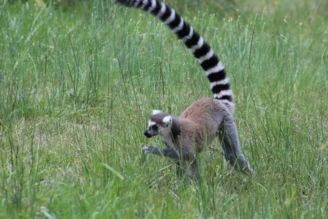 Ring-tailed lemur in its enclosure at the zoo Stock Photos