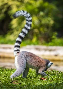 Ring-tailed Lemur with its tailed-up foraging on the ground side view. Stock Photos