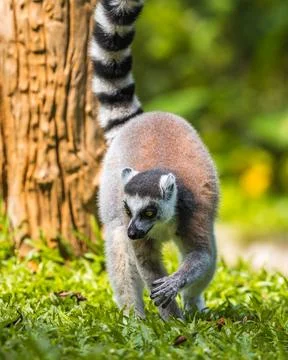 Ring-tailed Lemur with its tailed-up foraging on the ground front view. Stock Photos