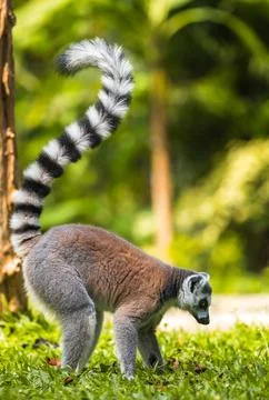 Ring-tailed Lemur with its tailed-up foraging on the ground side view. Stock Photos