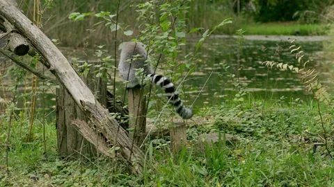 The ring-tailed lemur jumps from branch to branch in search of food. Stock Footage 163368933