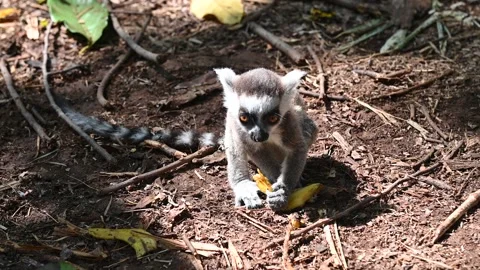 Ring Tailed Lemur kata – bay, Lemur catta, Animals of Madagascar. Stock Footage 295209403