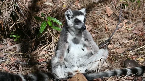 Ring Tailed Lemur kata – Lemur catta, Animals of Madagascar. Stock Footage 201810155