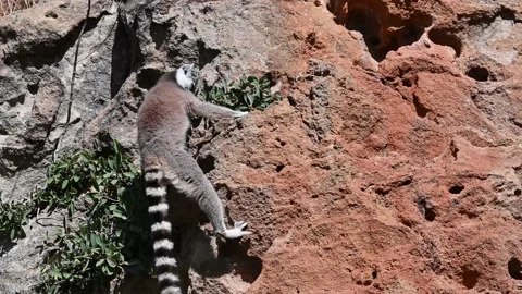 Ring Tailed Lemur kata – Lemur catta, Animals of Madagascar. Vídeo Stock 201811221