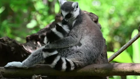 Ring Tailed Lemur kata – Lemur catta, Animals of Madagascar. Vídeo Stock 201814944