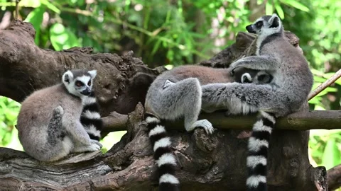 Ring Tailed Lemur kata – Lemur catta, Animals of Madagascar. Stock Footage 201817397