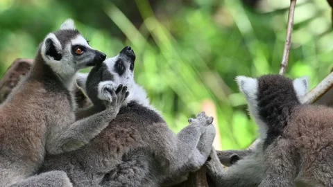 Ring Tailed Lemur kata – Lemur catta, Animals of Madagascar. Video stock 201817913