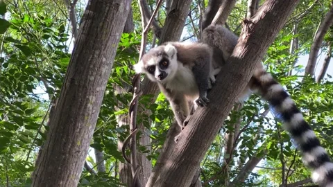 Ring Tailed Lemur kata – Lemur catta, Animals of Madagascar. Stock Footage 201849029