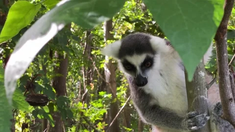 Ring Tailed Lemur kata – Lemur catta, Animals of Madagascar. Vídeo Stock 201849800