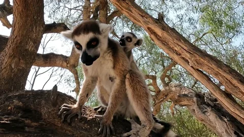 Ring Tailed Lemur kata – Lemur catta with infant baby, Animals of Madagascar. Stock Footage 220957915