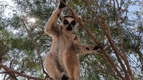 Ring Tailed Lemur kata – Lemur catta, Stock Video Pond5
