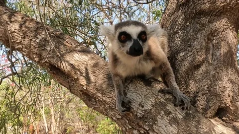 Ring Tailed Lemur kata – Lemur catta, Animals of Madagascar. Stock Footage 220961235