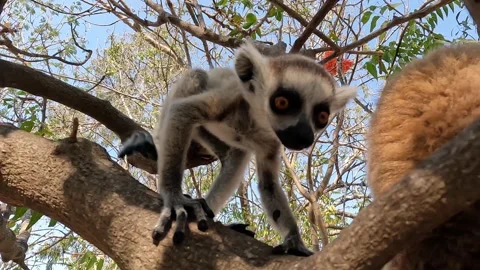 Ring Tailed Lemur kata – Lemur catta, Infant baby - Animals of Madagascar. Stock Footage 220977198