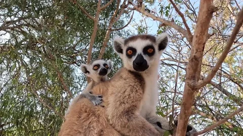 Ring Tailed Lemur kata – Lemur catta with infant baby, Animals of Madagascar. Stock Footage 220981158