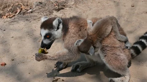Ring Tailed Lemur kata – Lemur catta with infant baby, Animals of Madagascar. Stock Footage 221440136