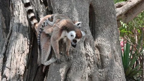 Ring Tailed Lemur kata – Lemur catta with infant baby, Animals of Madagascar. Stock Footage 221440216